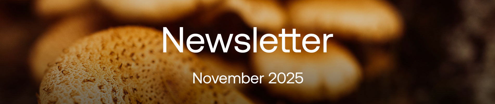 newsletter-mailchimp-nov-2025 (1).png